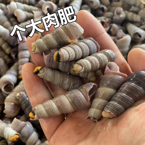 鲜活钉螺 从海螺丝到餐桌美味，去尾海鲜水产的极致诱惑